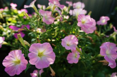 Petunya kökeni Güney Amerika'da. ve dayanıklı, uzun hayat ile çok sezon ahşaptır. Çiçekli-ebilmek var olmak birkaç setleri.