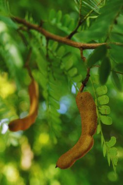 Demirhindi ağaç mutfaklarının dünya çapında kullanılan bir yenilebilir hamuru içeren pod gibi meyve üretir. Geleneksel tıp ve metal Lehçe hamuru diğer kullanımları dahil.