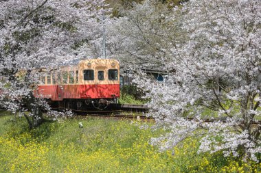 Kominato Tetsudo tren ve Sakura kiraz çiçeği bahar sezonu. Bir demiryolu hattı Chiba Prefecture, Japonya Kominato çizgidir
