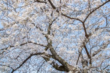Japon Sakura kiraz çiçeği bahar sezonu