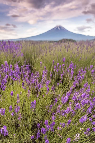 Vista Dos Campos Montanha Fuji Lavanda Temporada Verão Lago Kawaguchiko — Fotografia de Stock