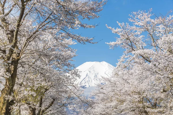 Sakura Träd Och Berget Fuji Oshino Hakkai Vårsäsongen — Stockfoto