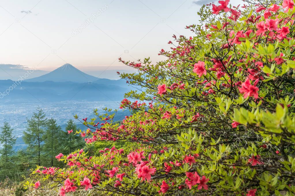 Japanese Azalea flower and Mountain Fuji in spring season. Azalea or Tsutsuji - Spring Flowers in Japan