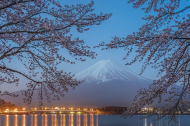 Night view of Sakura cherry blossom and Mt. Fuji at Kawaguchiko lake , Japan  in spring season clipart