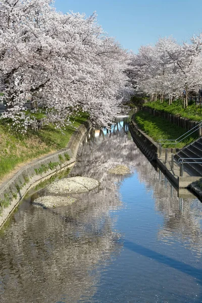 Japanese Sakura Cherry Blossom Small Canal Spring Season — Stock Photo, Image