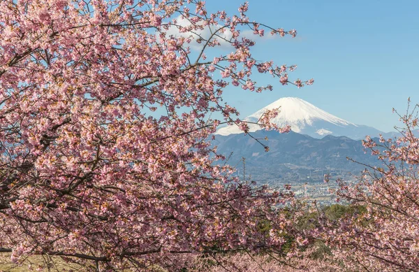 Kawazu Sakura Mountain Fuji Nella Stagione Primaverile — Foto Stock