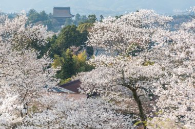Yoshinoyama sakura kiraz çiçeği. Nara, Japonya'nın en ünlü kiraz çiçeği nokta ile ilgilenen Mount Yoshino