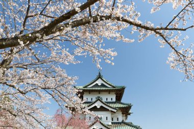 Hirosaki Kalesi ve Sakura kiraz çiçeği ağaç bahar. Hirosaki kale kule o kadar büyük değil ama Edo dönemi yeniden Tohoku alanında tek bir kale kule. 