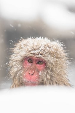 Jigokudani maymun Park, doğal bir kaplıca Nagano, Japonya, içinde banyo maymun