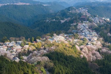 Yoshinoyama sakura kiraz çiçeği. Nara, Japonya'nın en ünlü kiraz çiçeği nokta ile ilgilenen Mount Yoshino