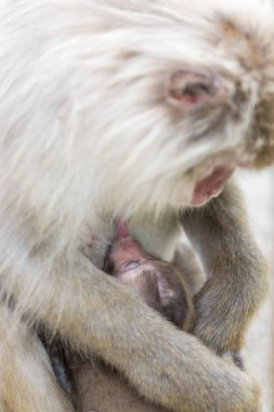 Jigokudani maymun Park, doğal bir kaplıca Nagano, Japonya, içinde banyo maymun