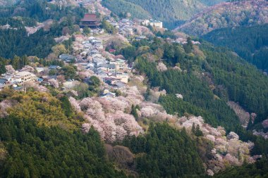 Yoshinoyama sakura kiraz çiçeği. Nara, Japonya'nın en ünlü kiraz çiçeği nokta ile ilgilenen Mount Yoshino