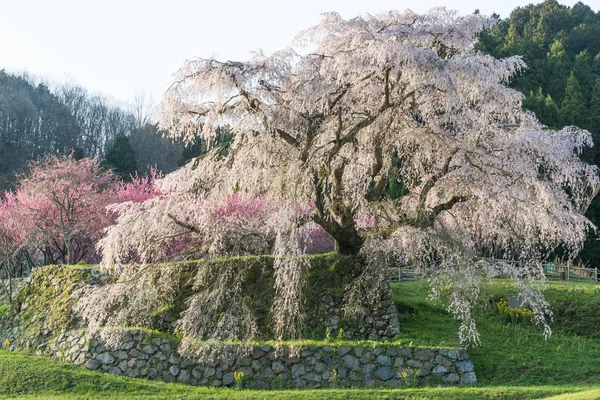 Matabei Sakura Geliefde Reus Draperen Kersenboom Geplant Uda City Prefectuur — Stockfoto