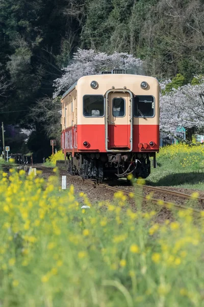 Kominato Tetsudo tren ve Sakura kiraz çiçeği bahar sezonu. Bir demiryolu hattı Chiba Prefecture, Japonya Kominato çizgidir