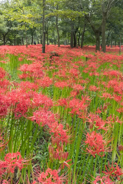 Fotos de Lírio aranha vermelho, Imagens de Lírio aranha vermelho sem  royalties | Depositphotos