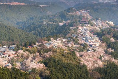 Yoshinoyama sakura kiraz çiçeği. Nara, Japonya'nın en ünlü kiraz çiçeği nokta ile ilgilenen Mount Yoshino