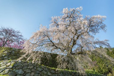 Uda city, Nara ili Hongo bölgede Matabei sakura, sevgili dev draping kiraz ağacı dikti. 