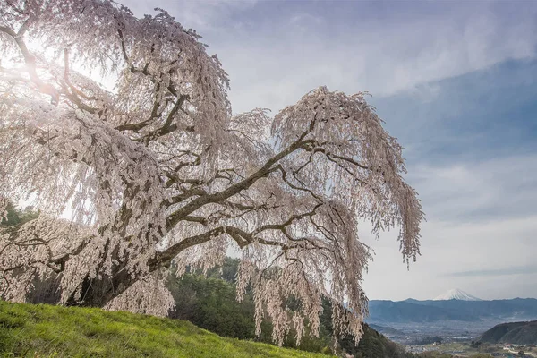 Shidare Sakura ve Yamanashi kasaba, Fuji Dağı. Kiraz çiçeği ağacıdır sarkık dalları ile Shidara Sakura.