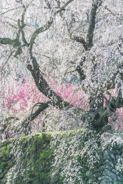 Matabei Sakura Adorada Árvore Cereja Gigante Plantada Área Hongo Cidade — Fotografia de Stock