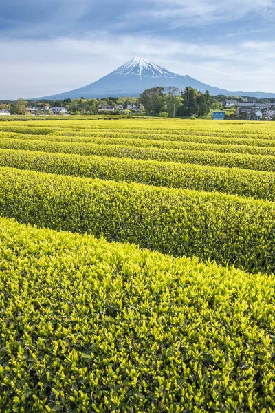 Tea Farm Monte Fuji Primavera Nella Prefettura Shizuoka — Foto Stock