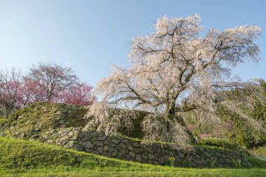 Uda city, Nara ili Hongo bölgede Matabei sakura, sevgili dev draping kiraz ağacı dikti. 