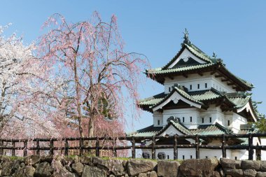 Hirosaki Kalesi ve Sakura kiraz çiçeği ağaç bahar. Hirosaki kale kule o kadar büyük değil ama Edo dönemi yeniden Tohoku alanında tek bir kale kule. 