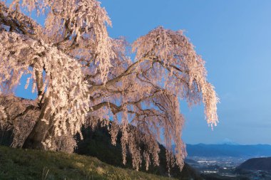 Shidare Sakura ve Yamanashi kasaba, Fuji Dağı. Kiraz çiçeği ağacıdır sarkık dalları ile Shidara Sakura.