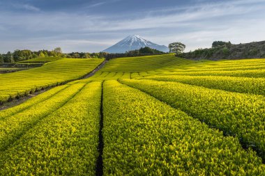 Çay çiftlik ve Shizuoka İli, Fuji Dağı'nın bahar