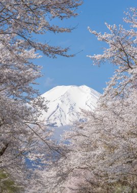 Sakura ağacı ve dağ Fuji bahar sezonu Oshino Hakkai