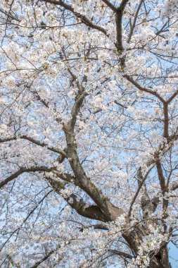 Japon Sakura kiraz çiçeği bahar sezonu