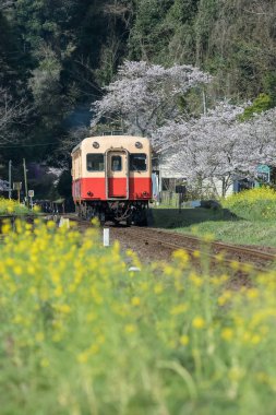 Kominato Tetsudo tren ve Sakura kiraz çiçeği bahar sezonu. Bir demiryolu hattı Chiba Prefecture, Japonya Kominato çizgidir