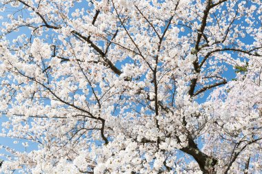 Japon Sakura kiraz çiçeği bahar sezonu