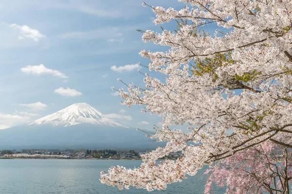 Sakura Cherry Ανθίσει Και Φούτζι Στην Λίμνη Kawaguchiko Ιαπωνία Άνοιξη — Φωτογραφία Αρχείου