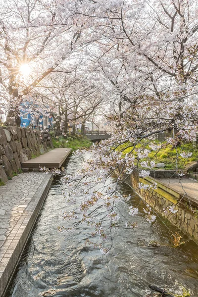 Japon Sakura Kiraz Çiçeği Bahar Sezonu Küçük Kanal — Stok fotoğraf