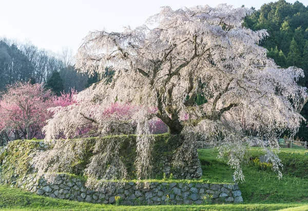 Matabei Sakura Querido Cerezo Gigante Plantado Área Hongo Ciudad Uda — Foto de Stock