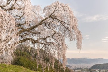 Shidare Sakura ve Yamanashi kasaba, Fuji Dağı