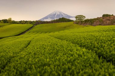Çay çiftlik ve Mount Fuji bahar sezonu