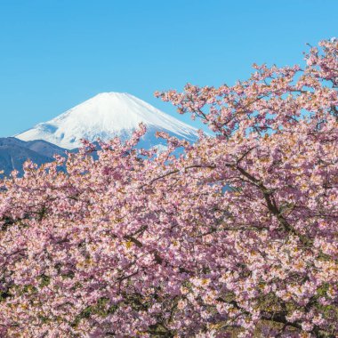 Kawazu Sakara ve dağ Fuji bahar sezonu