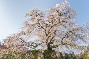 Matabei sakura Uda city, Nara ili Hongo alanında