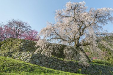 Matabei sakura Uda city, Nara ili Hongo alanında
