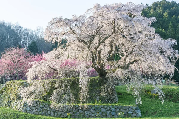 Matabei Sakura Área Hongo Ciudad Uda Prefectura Nara — Foto de Stock