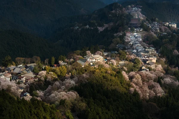 Yoshinoyama Sakura Cerezos Florecen Por Noche — Foto de Stock