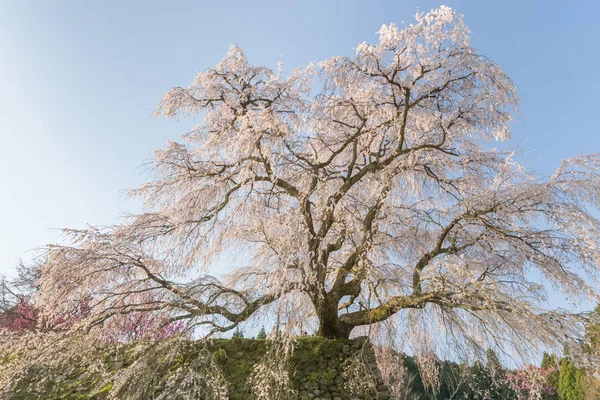 Matabei Sakura Área Hongo Cidade Uda Prefeitura Nara — Fotografia de Stock