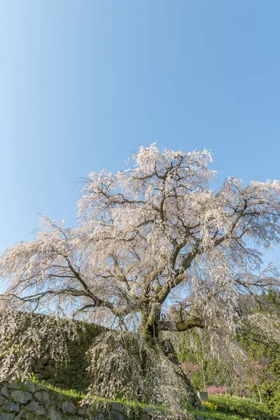 Sakura Matabei Dzielnicy Hongo Uda Miasta Prefektura Nara — Zdjęcie stockowe