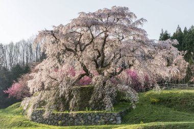 Matabei sakura Uda city, Nara ili Hongo alanında