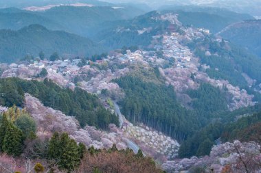 Yoshinoyama sakura kiraz ağaçları çiçek 