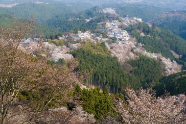 Yoshinoyama sakura kiraz ağaçları çiçek 