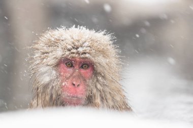 Nagano, Japonya, doğal sıcak bahar banyo maymun