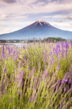 View of Mountain Fuji and lavender fields in summer season at Lake kawaguchiko clipart
