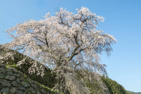 Matabei Sakura Hongo Area Uda City Nara Prefecture — Stock Photo, Image